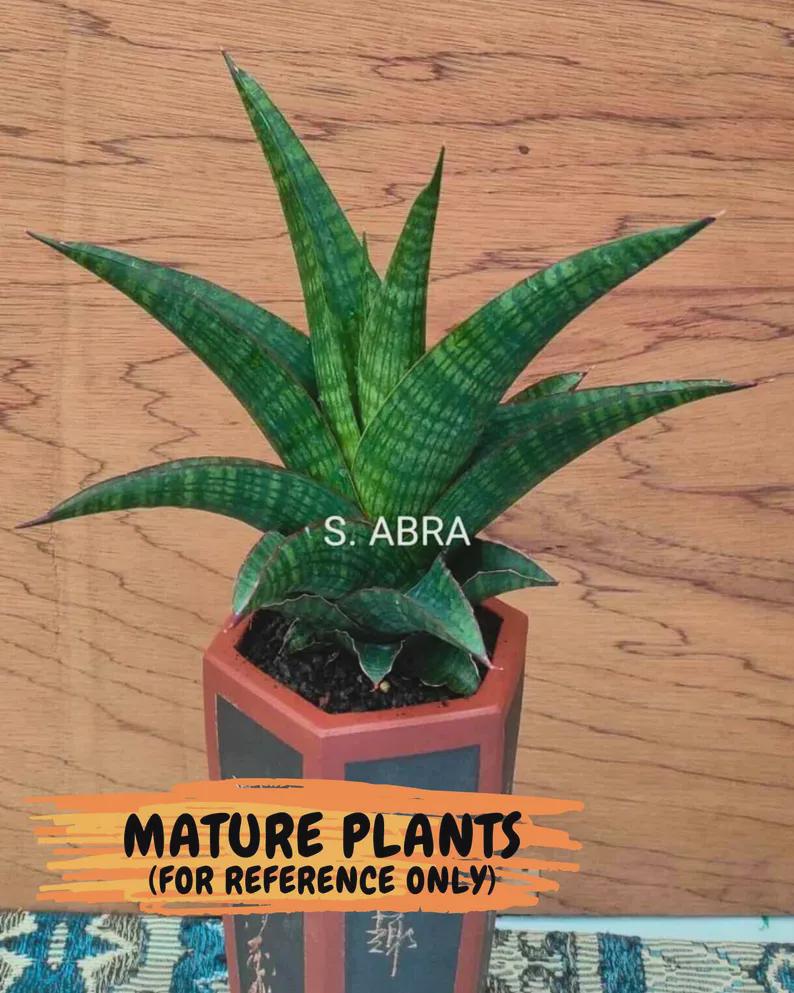 Sansevieria Abra (ba1) (2) | Rare imported