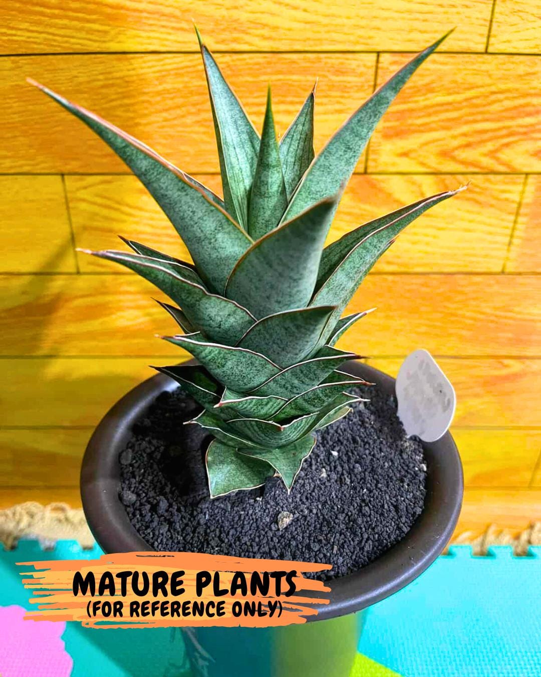 Sansevieria Ballyii x Koko x Cordova x Boncel (ba2) (1) | Rare imported
