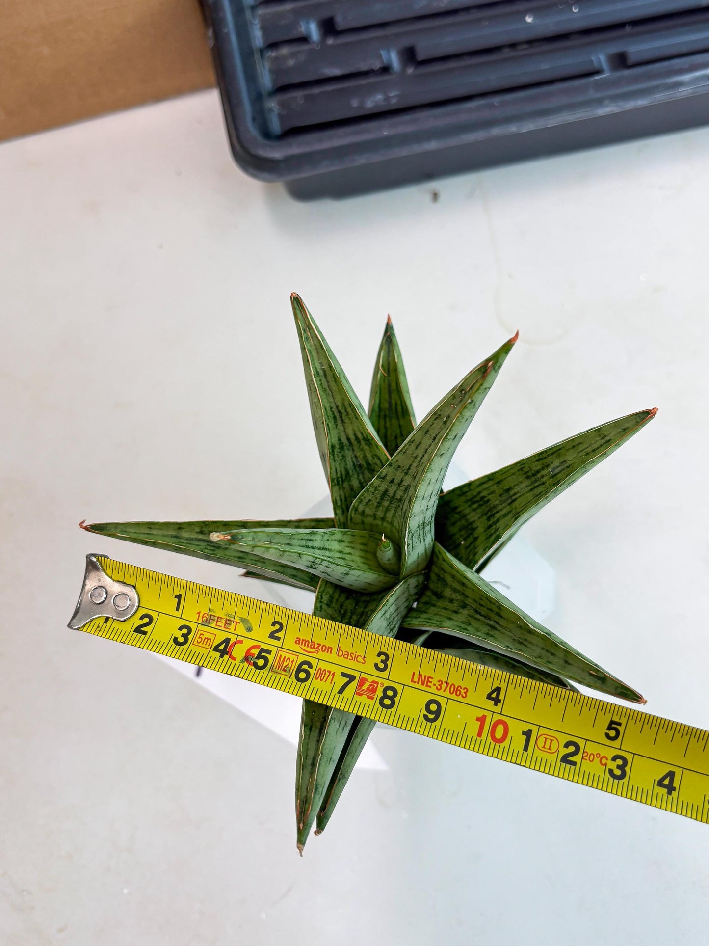 Sansevieria Liwa (ba3) (2) | Rare Hybrid Plant
