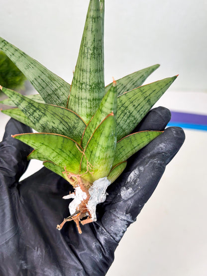 Sansevieria Liwa (ba3) (2) | Rare Hybrid Plant