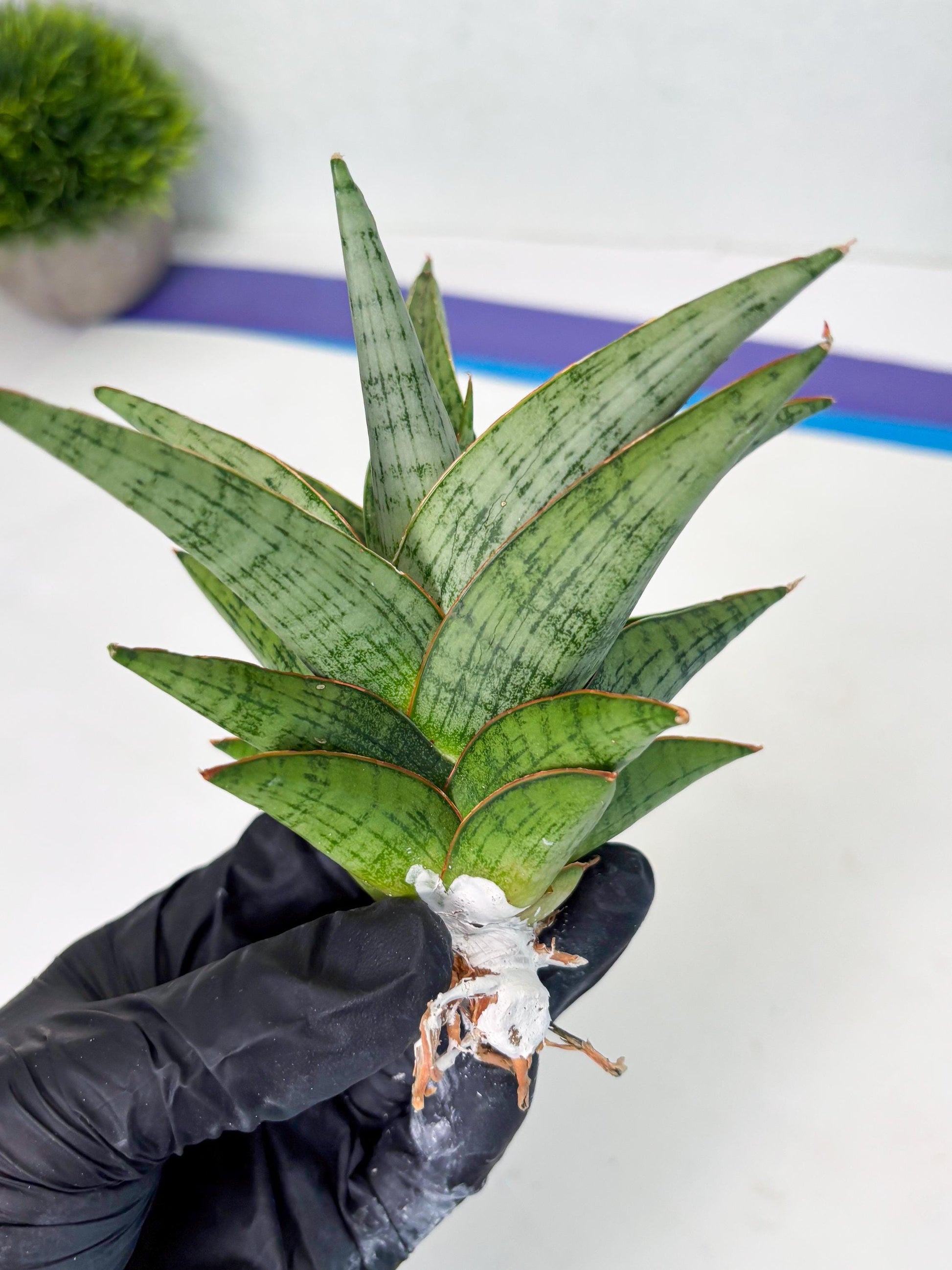 Sansevieria Liwa (ba3) (2) | Rare Hybrid Plant