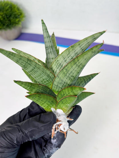 Sansevieria Liwa (ba3) (2) | Rare Hybrid Plant