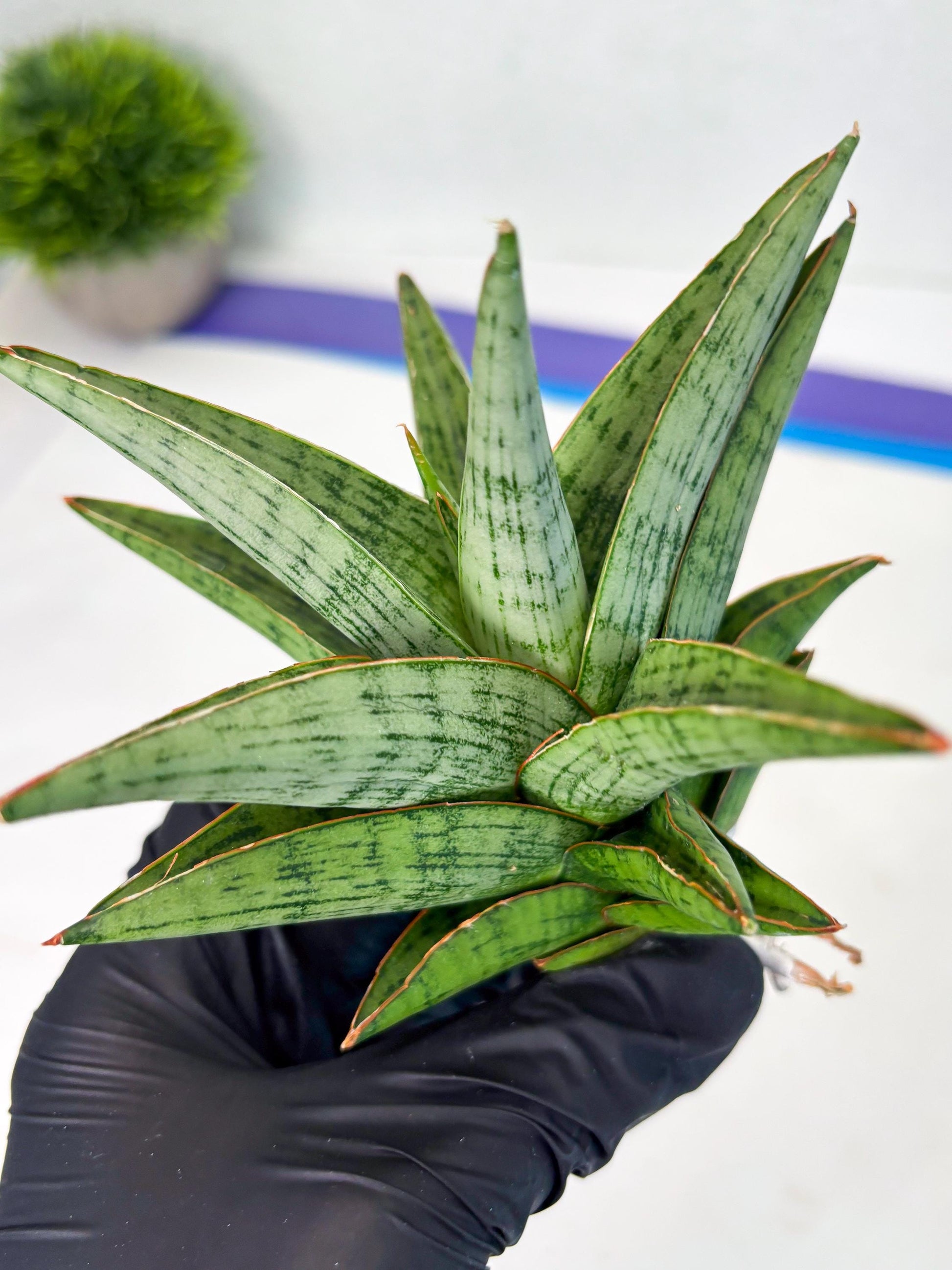 Sansevieria Liwa (ba3) (2) | Rare Hybrid Plant