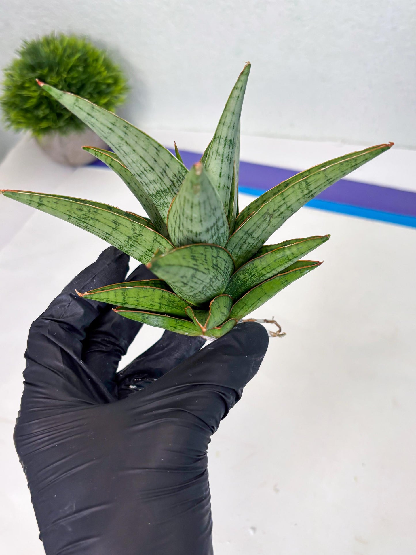 Sansevieria Liwa (ba3) (2) | Rare Hybrid Plant