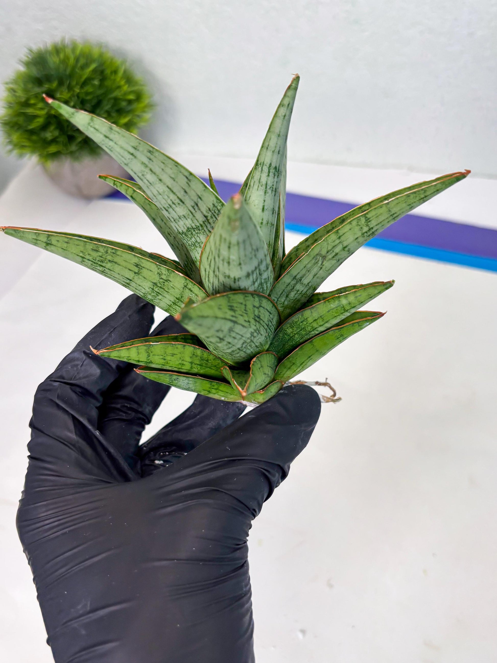 Sansevieria Liwa (ba3) (2) | Rare Hybrid Plant