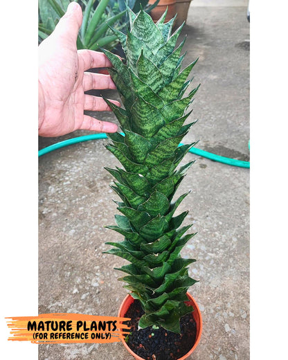 Sansevieria Mahanakorn (10) | Rare Hybrid Plant