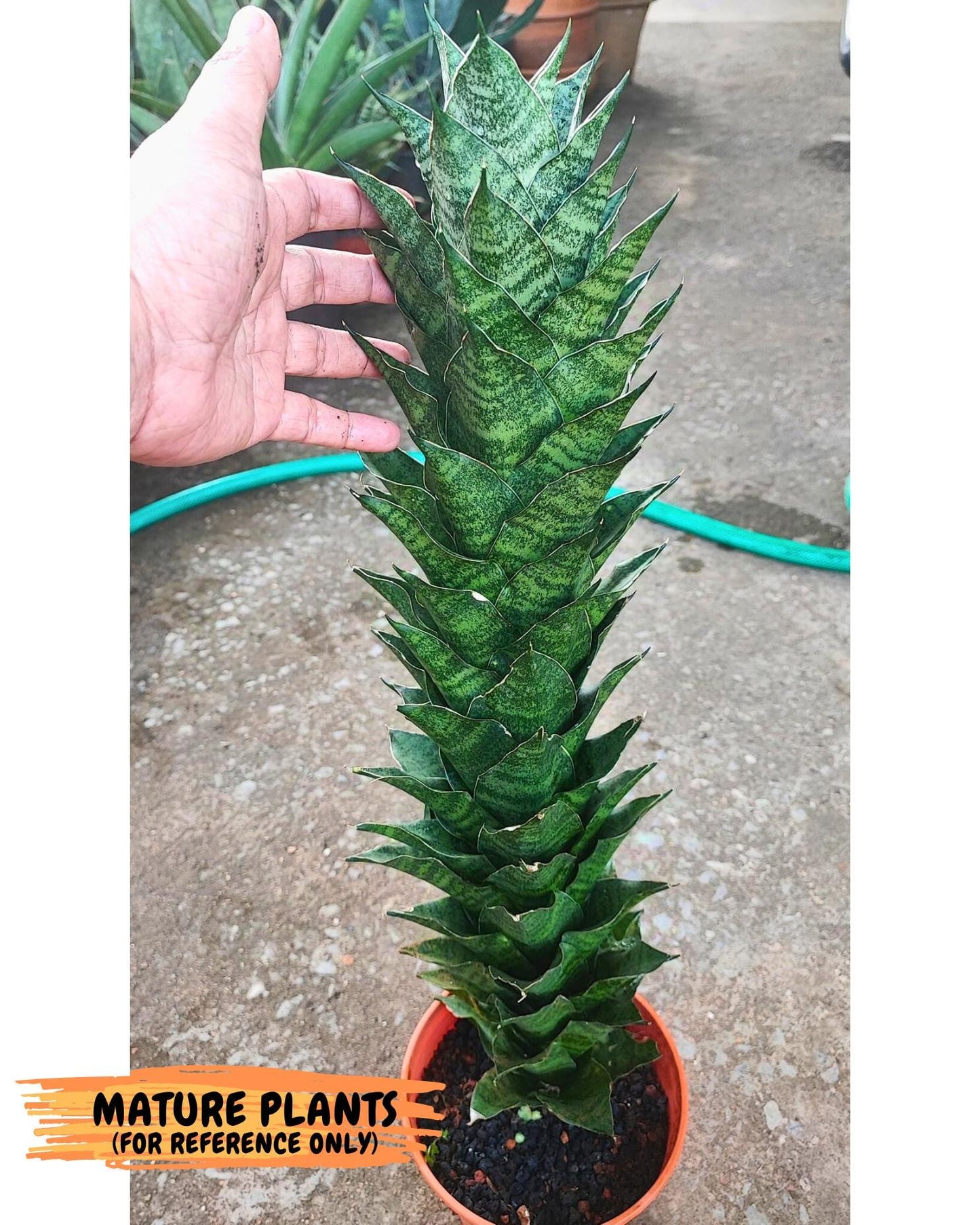 Sansevieria Mahanakorn (9) | Rare Hybrid Plant