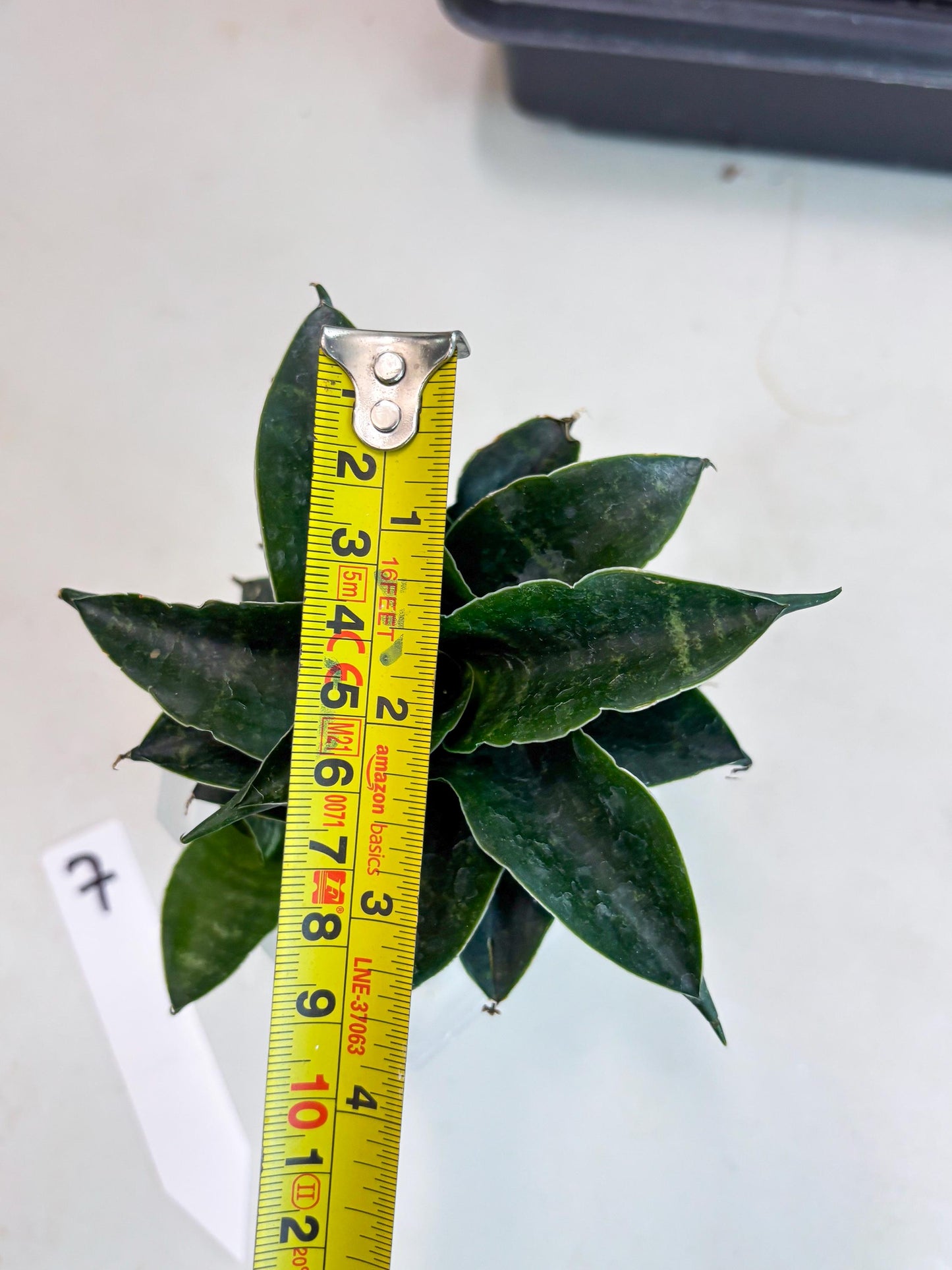 Sansevieria Mbois (Ba3) (7) | Rare hybrid Snake Plant