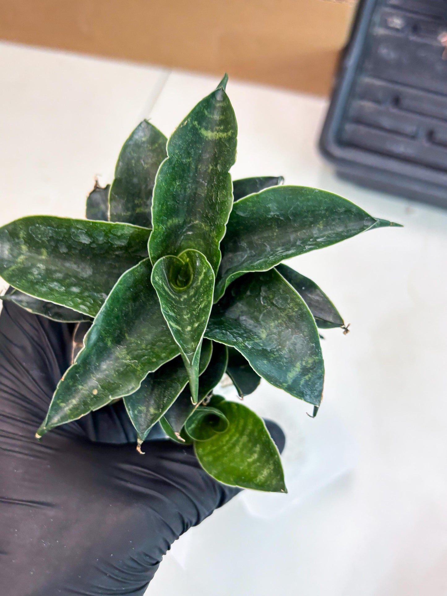 Sansevieria Mbois (Ba3) (7) | Rare hybrid Snake Plant