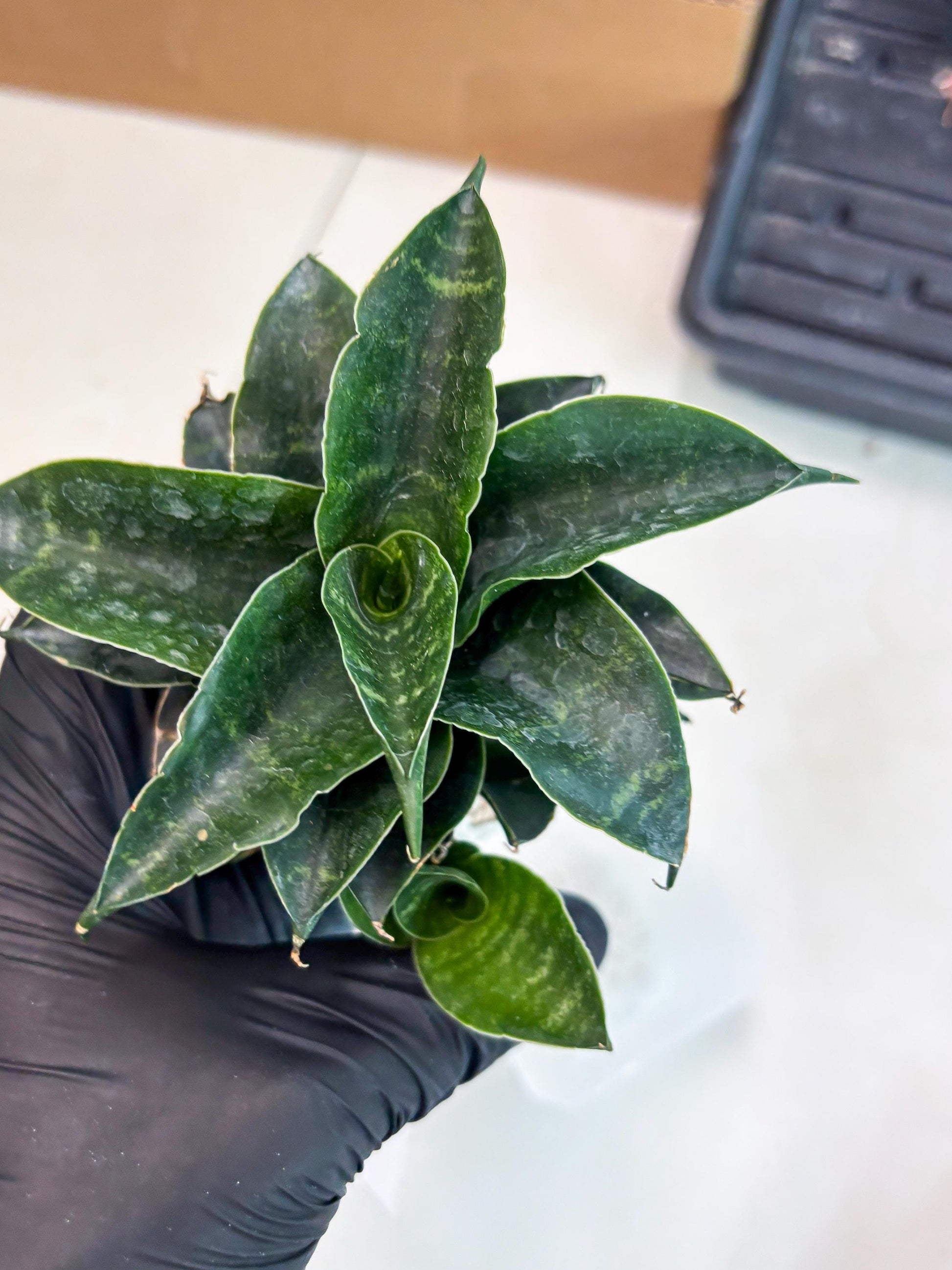 Sansevieria Mbois (Ba3) (7) | Rare hybrid Snake Plant