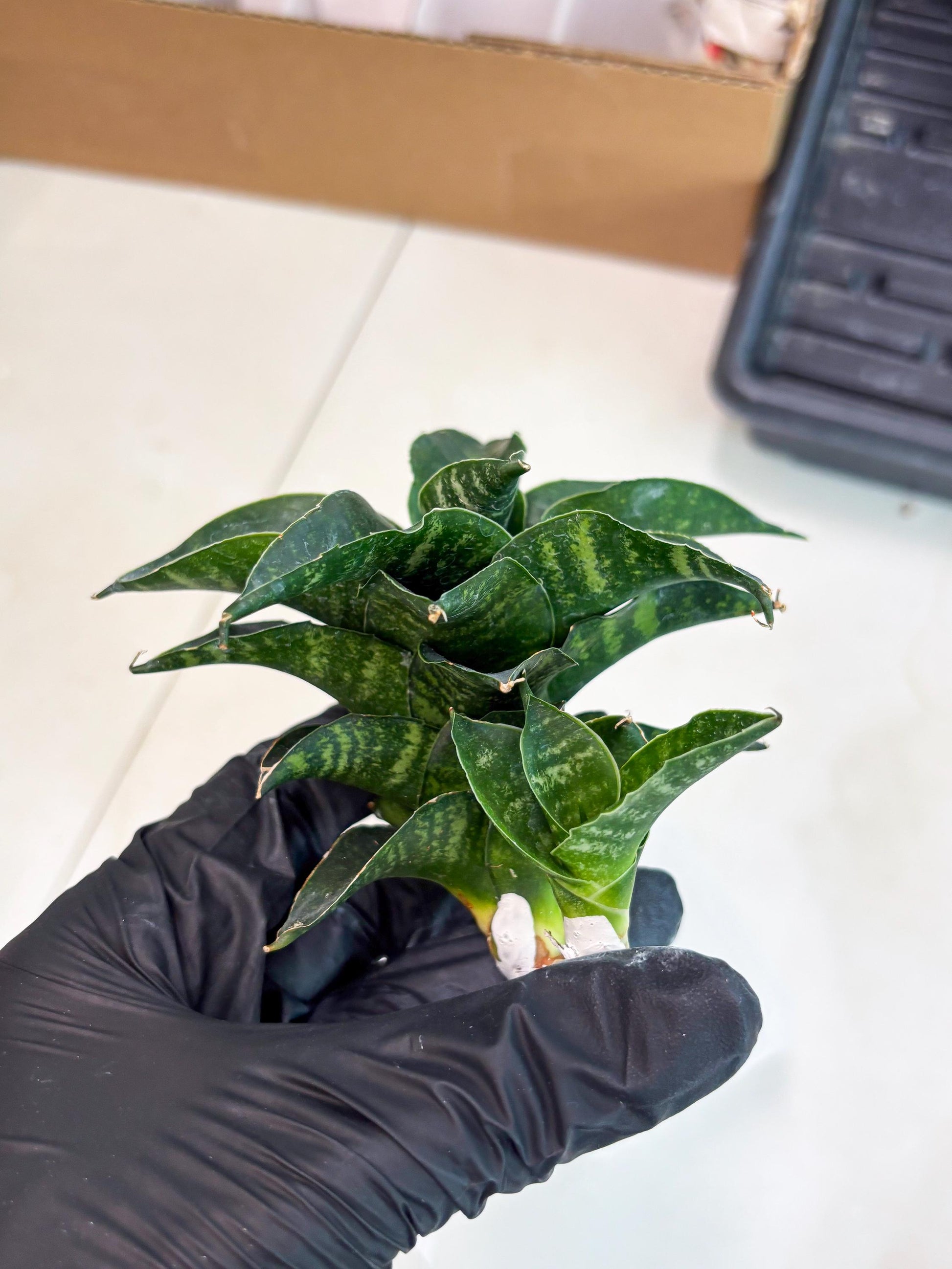 Sansevieria Mbois (Ba3) (7) | Rare hybrid Snake Plant