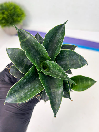 Sansevieria Mbois (Ba3) (7) | Rare hybrid Snake Plant