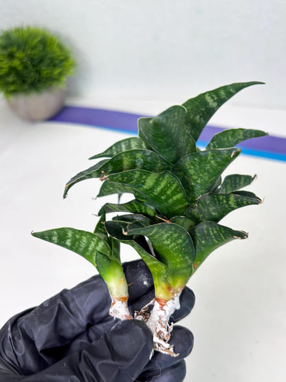 Sansevieria Mbois (Ba3) (7) | Rare hybrid Snake Plant