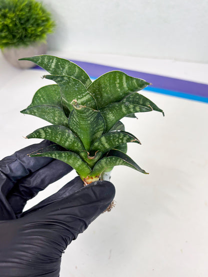 Sansevieria Mbois (Ba3) (7) | Rare hybrid Snake Plant