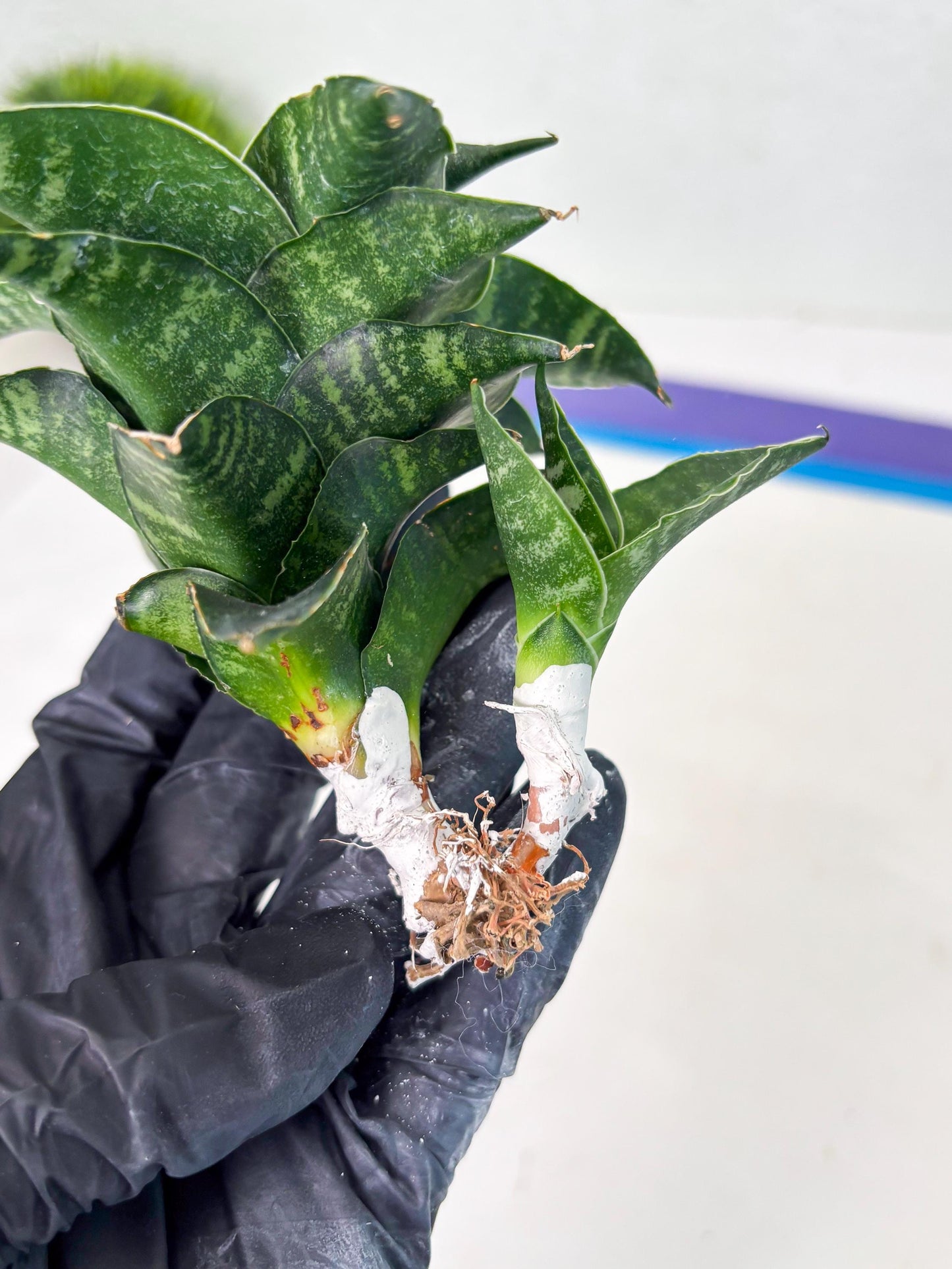 Sansevieria Mbois (Ba3) (7) | Rare hybrid Snake Plant