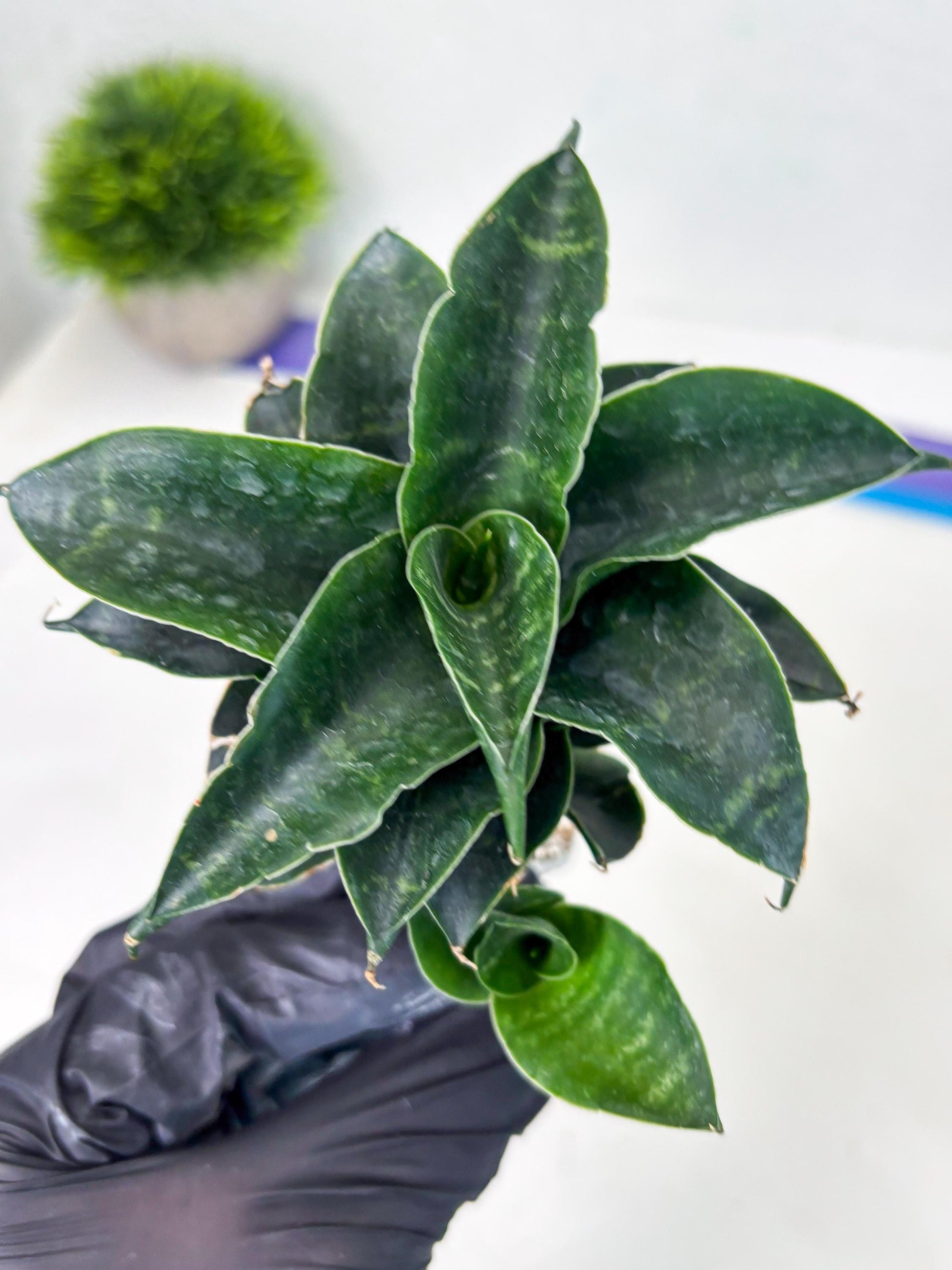 Sansevieria Mbois (Ba3) (7) | Rare hybrid Snake Plant