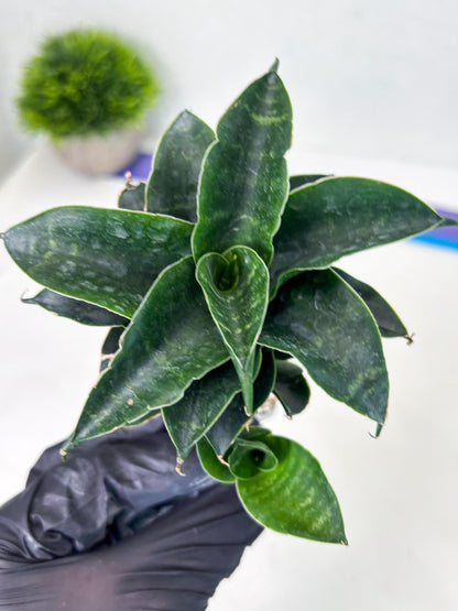 Sansevieria Mbois (Ba3) (7) | Rare hybrid Snake Plant