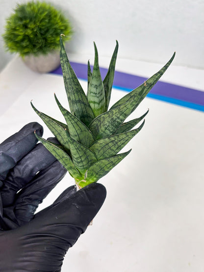 Sansevieria Zora (ba3) (9) | Rare Hybrid Plant