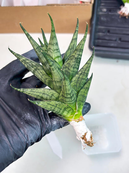 Sansevieria Zora (ba3) (9) | Rare Hybrid Plant