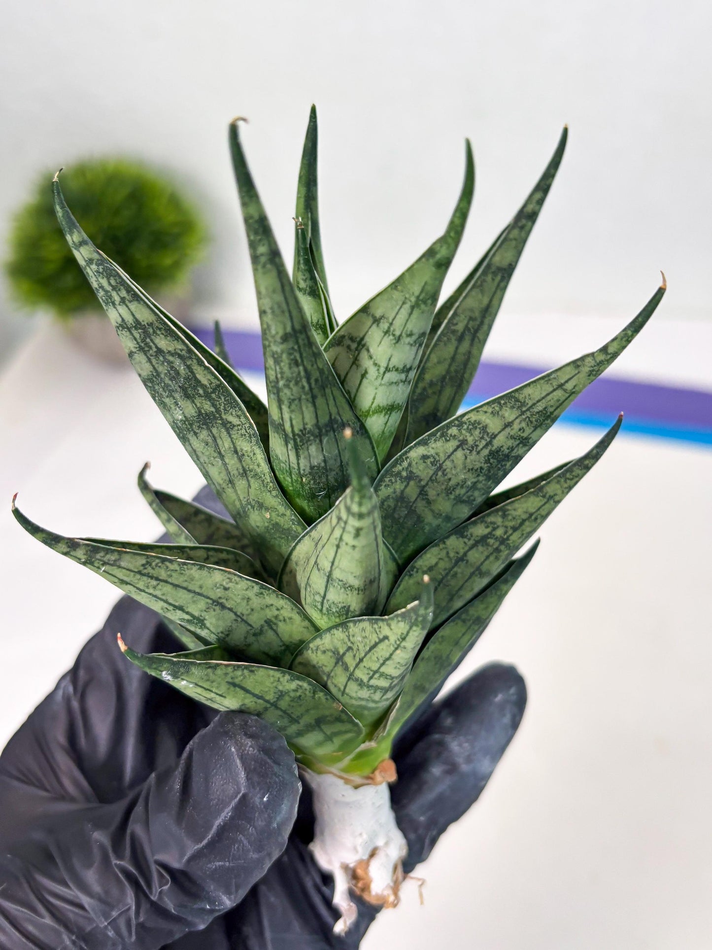 Sansevieria Zora (ba3) (9) | Rare Hybrid Plant