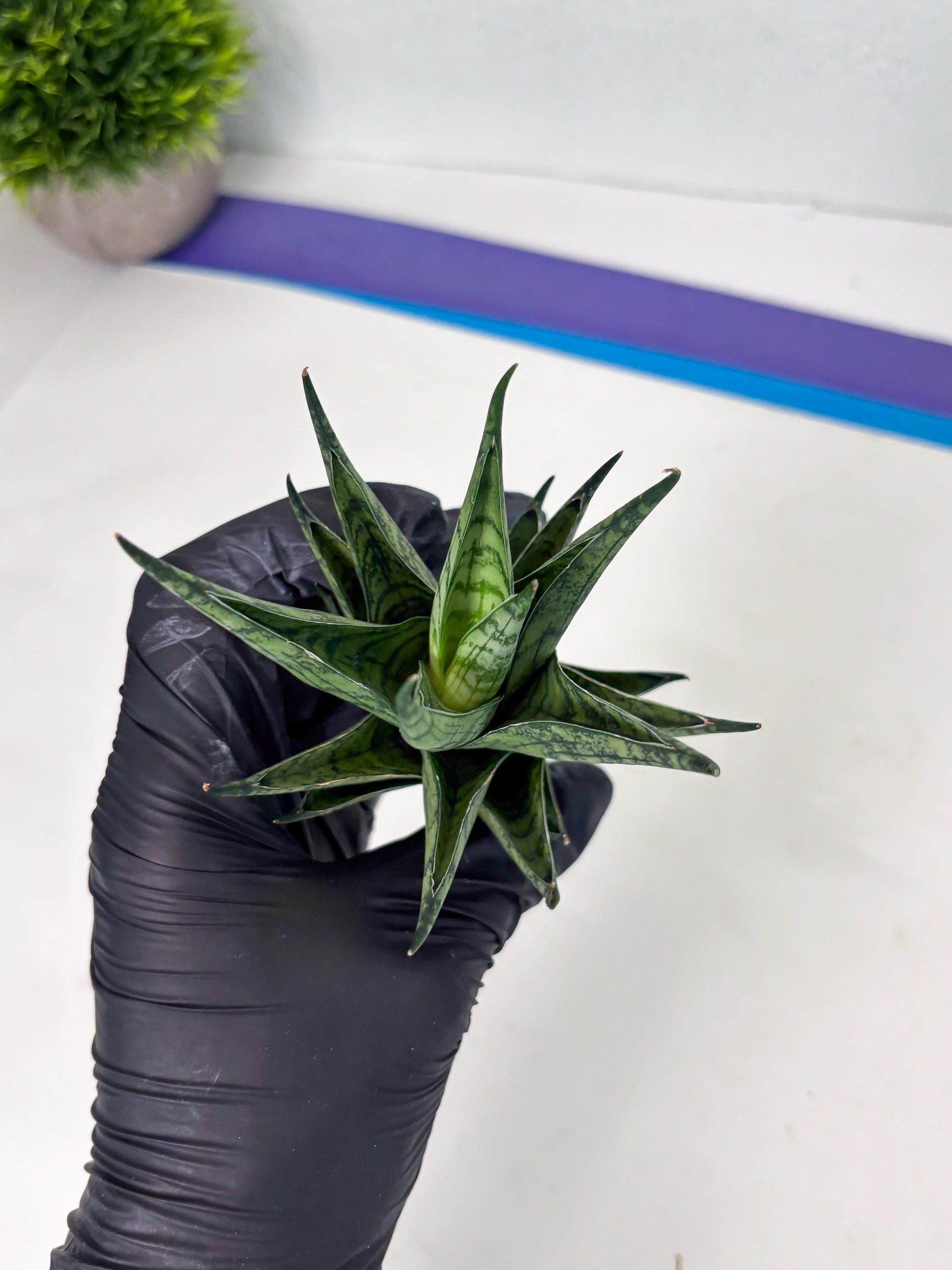 Sansevieria Zora (ba3) (9) | Rare Hybrid Plant