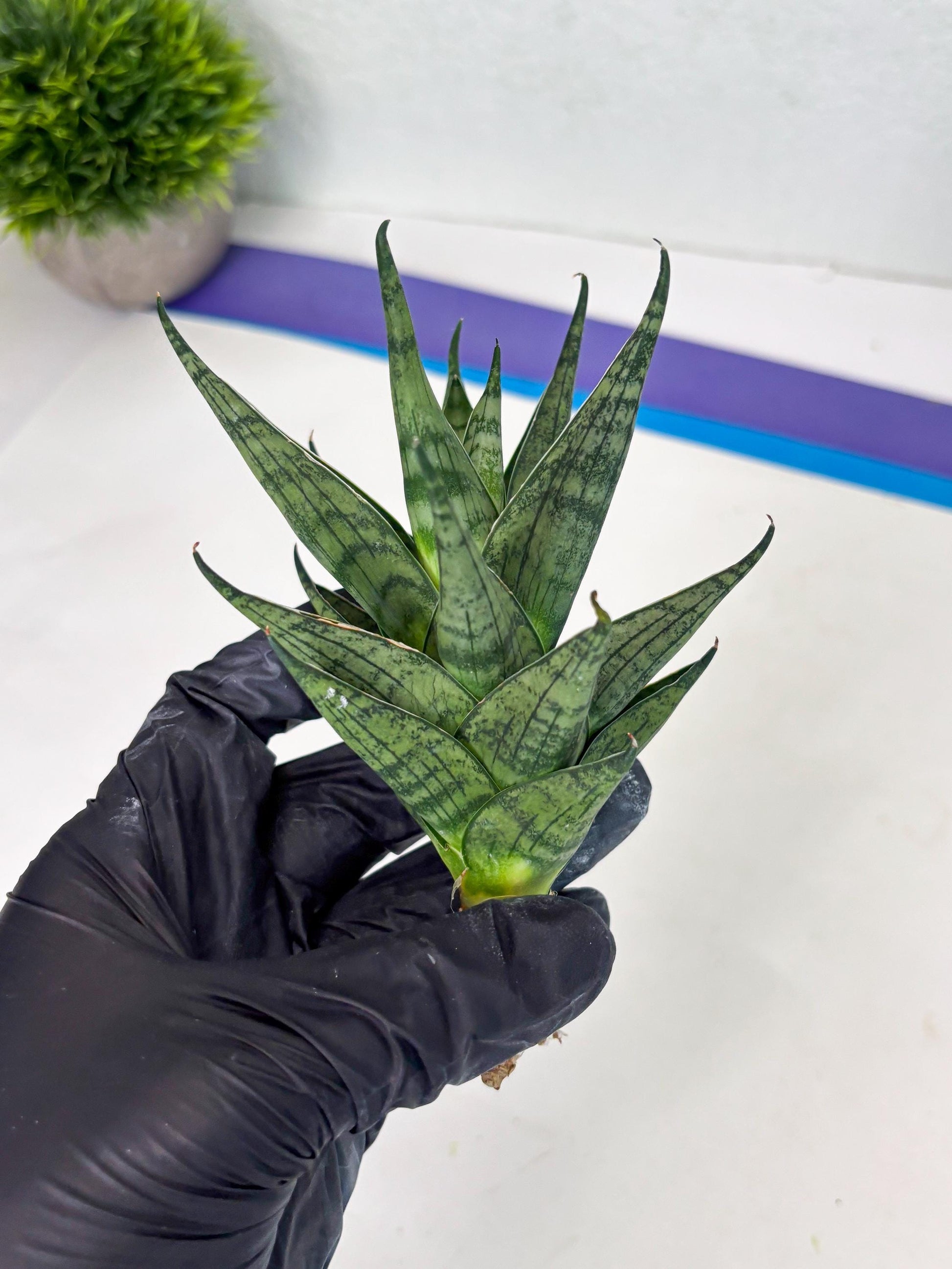 Sansevieria Zora (ba3) (9) | Rare Hybrid Plant