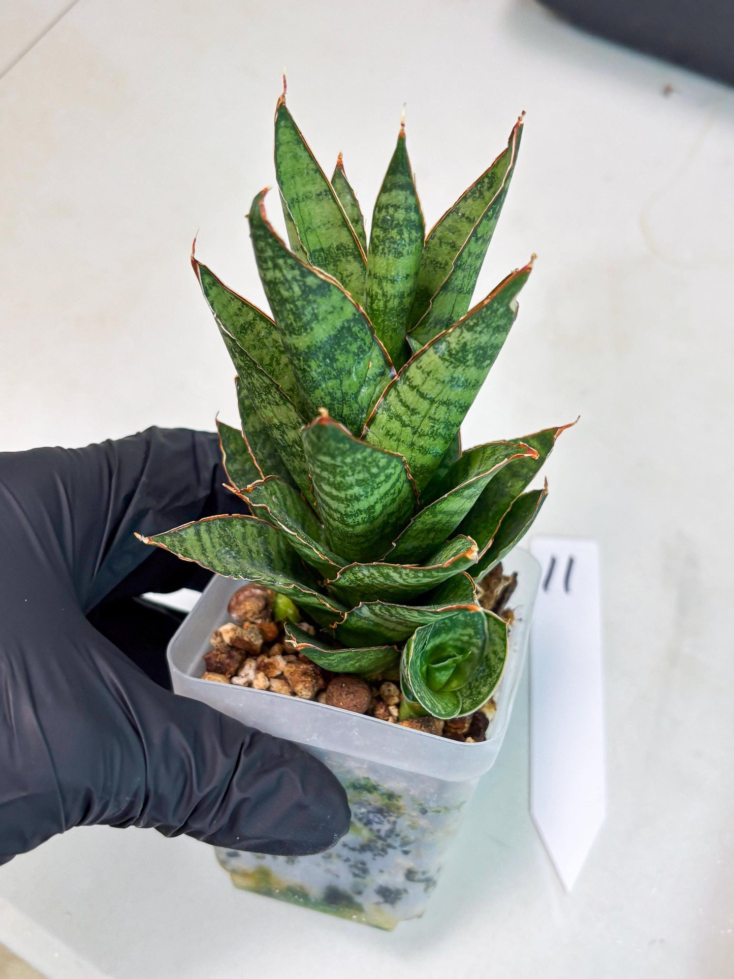 Sansevieria Cordova x Moonshine (ba3) (11) | Rare Hybrid Plant