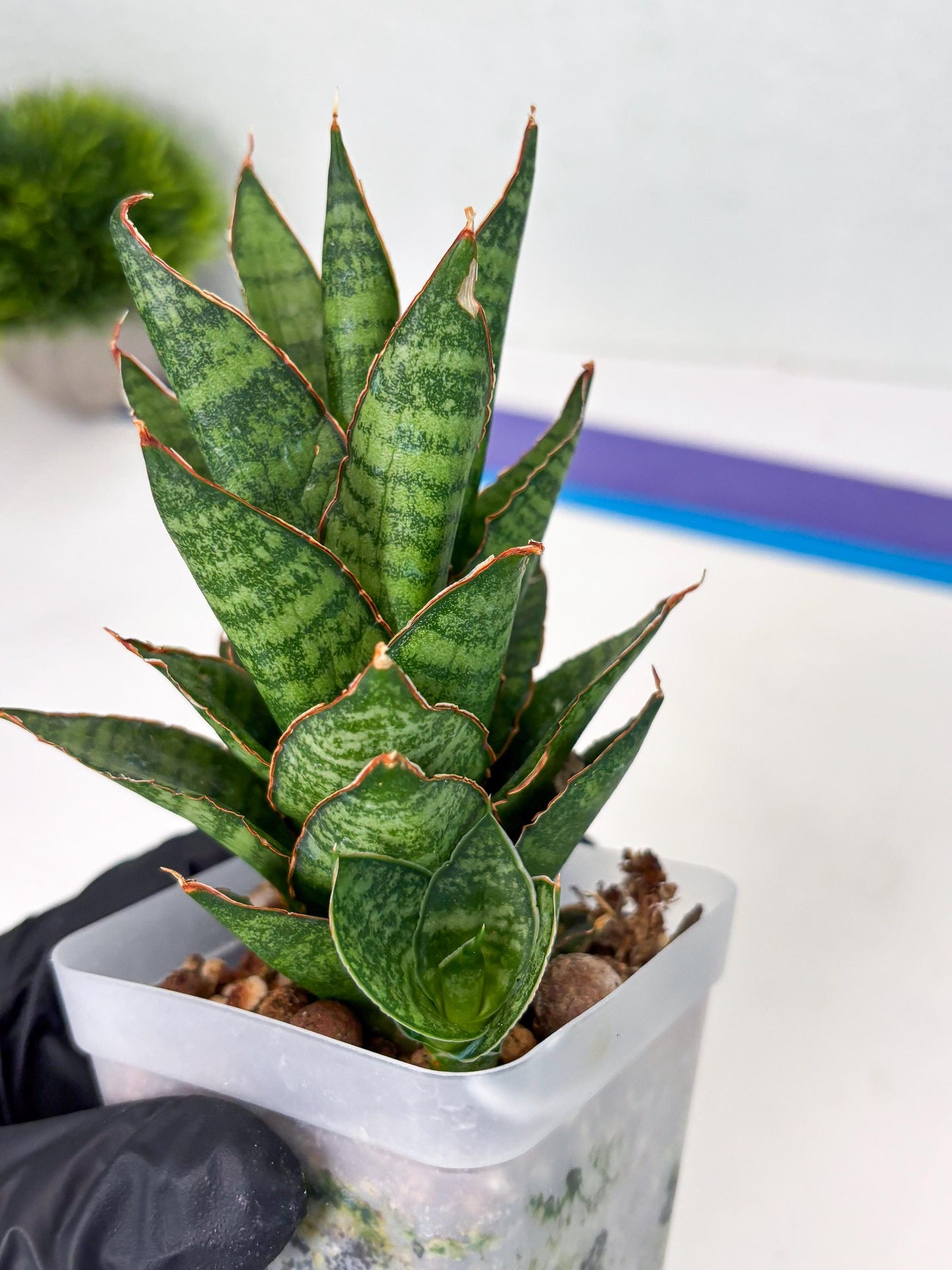 Sansevieria Cordova x Moonshine (ba3) (11) | Rare Hybrid Plant