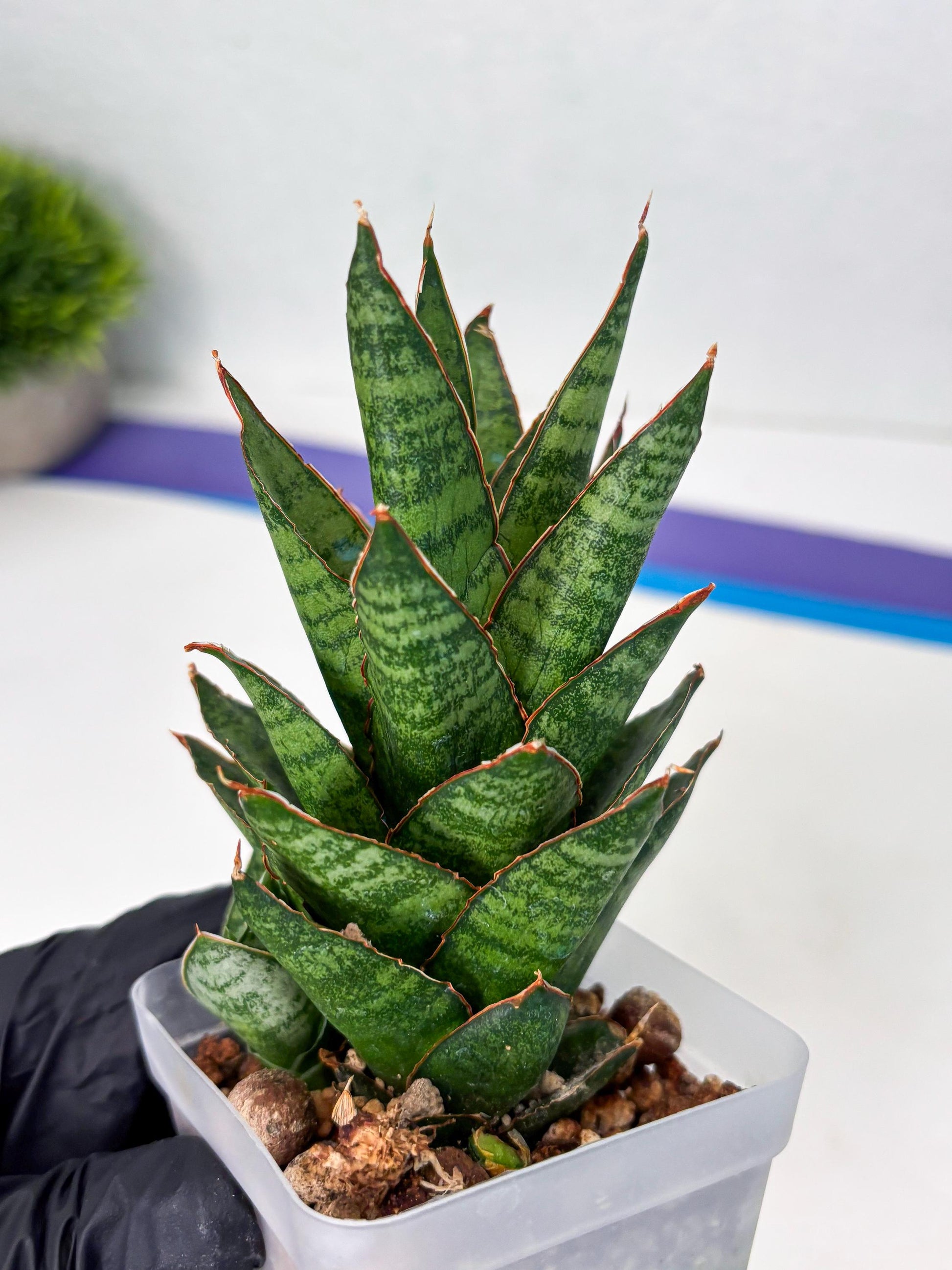 Sansevieria Cordova x Moonshine (ba3) (11) | Rare Hybrid Plant