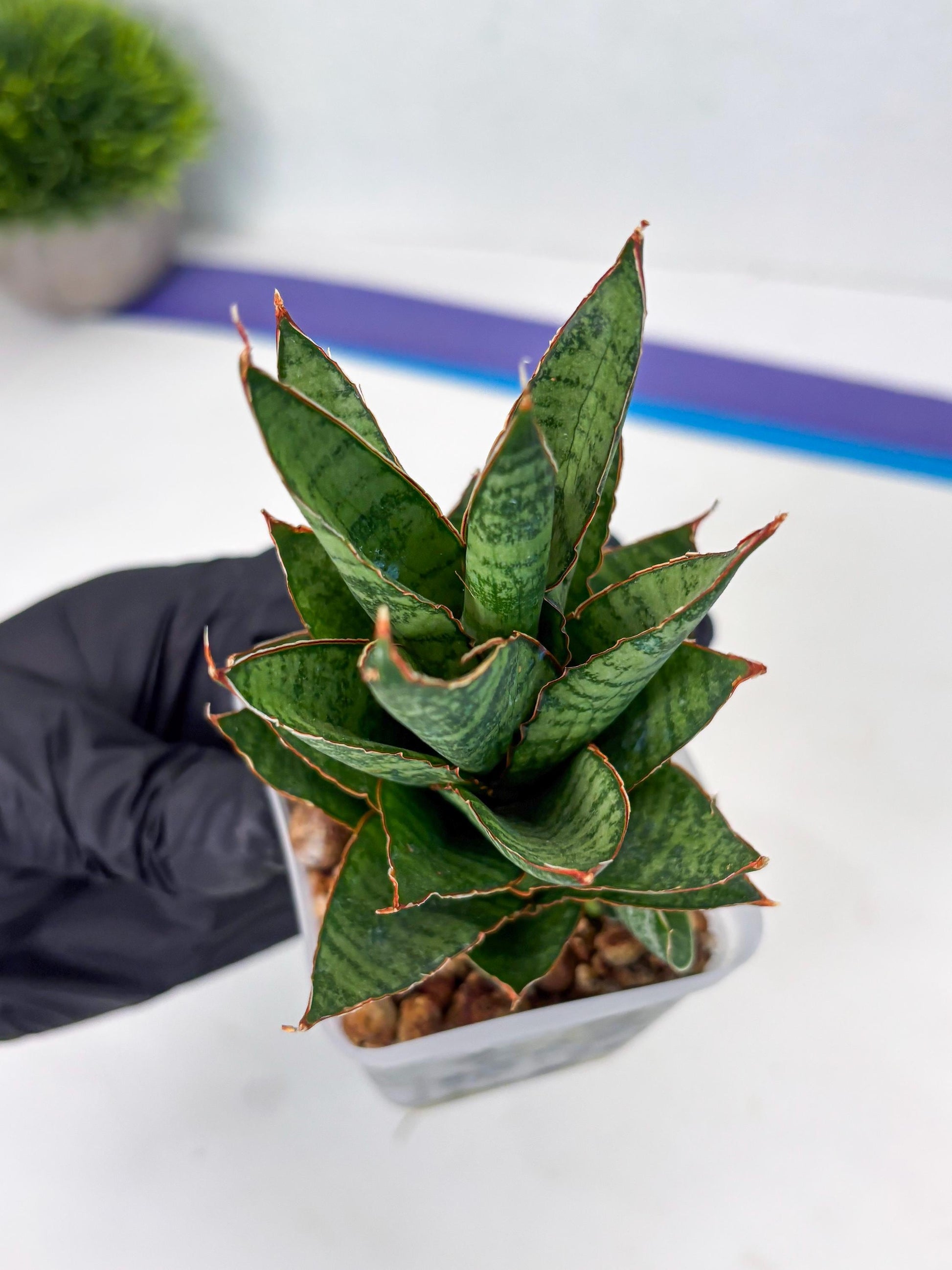 Sansevieria Cordova x Moonshine (ba3) (11) | Rare Hybrid Plant