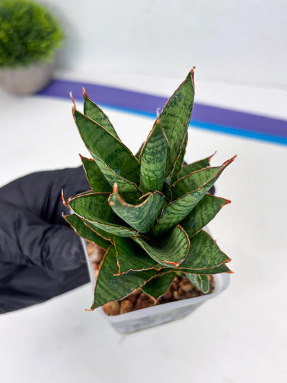 Sansevieria Cordova x Moonshine (ba3) (11) | Rare Hybrid Plant