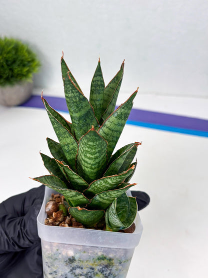 Sansevieria Cordova x Moonshine (ba3) (11) | Rare Hybrid Plant