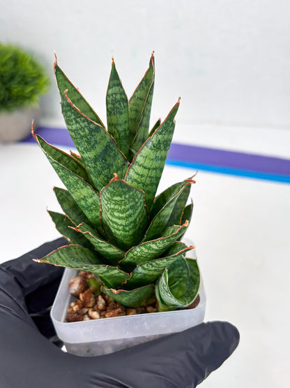 Sansevieria Cordova x Moonshine (ba3) (11) | Rare Hybrid Plant