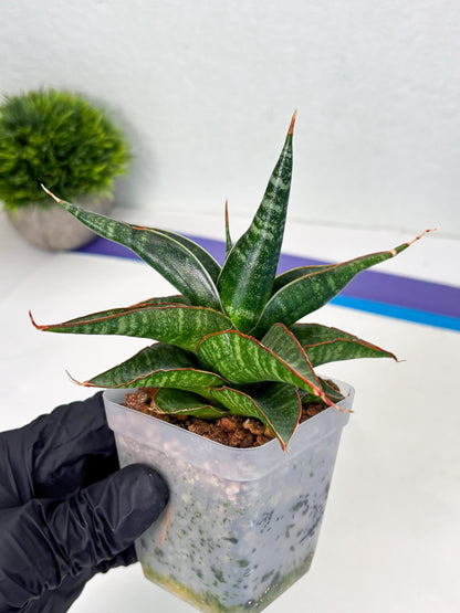 Sansevieria Gombloh (ba3) (12) | Rare Hybrid Plant