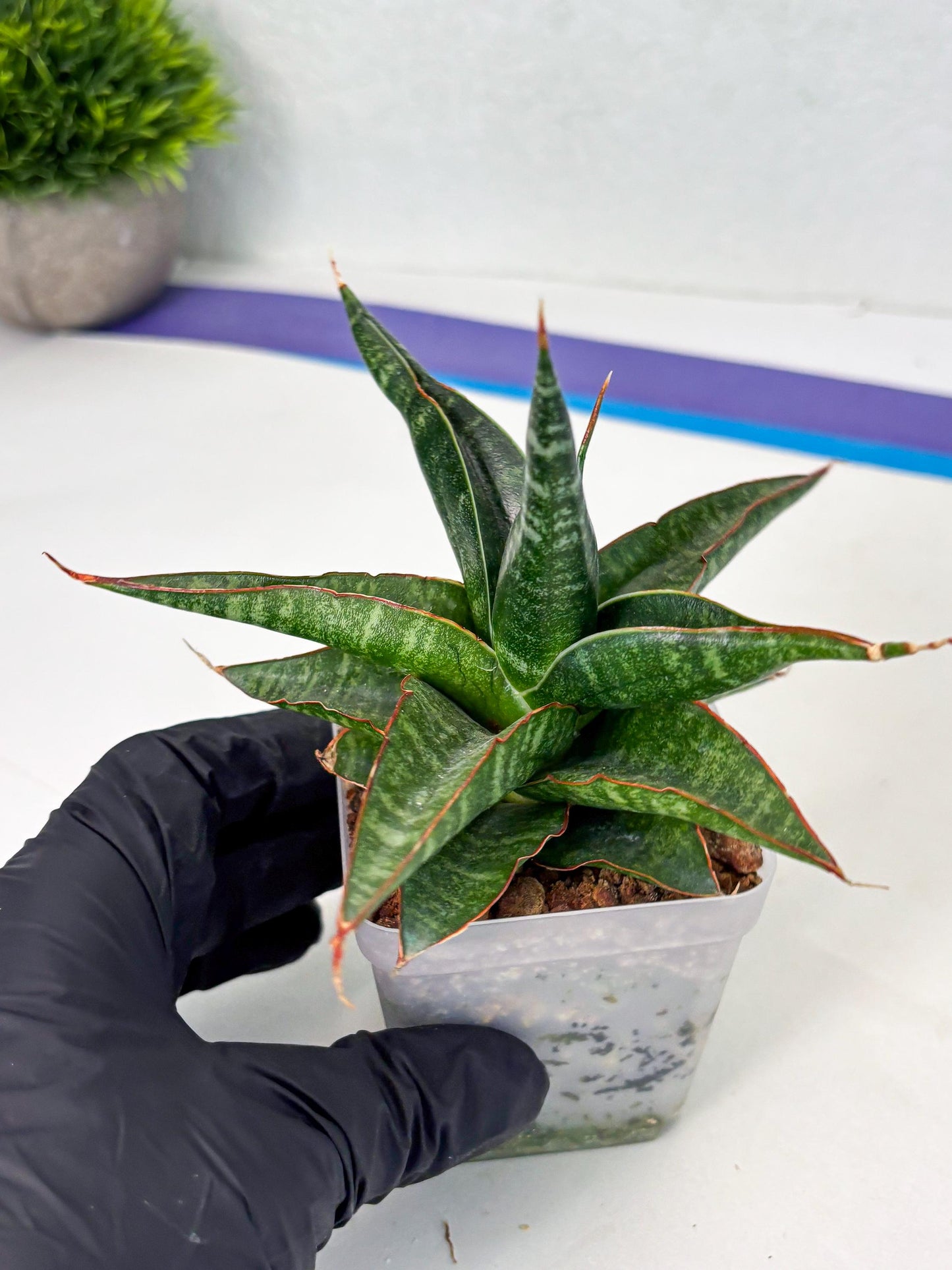 Sansevieria Gombloh (ba3) (12) | Rare Hybrid Plant