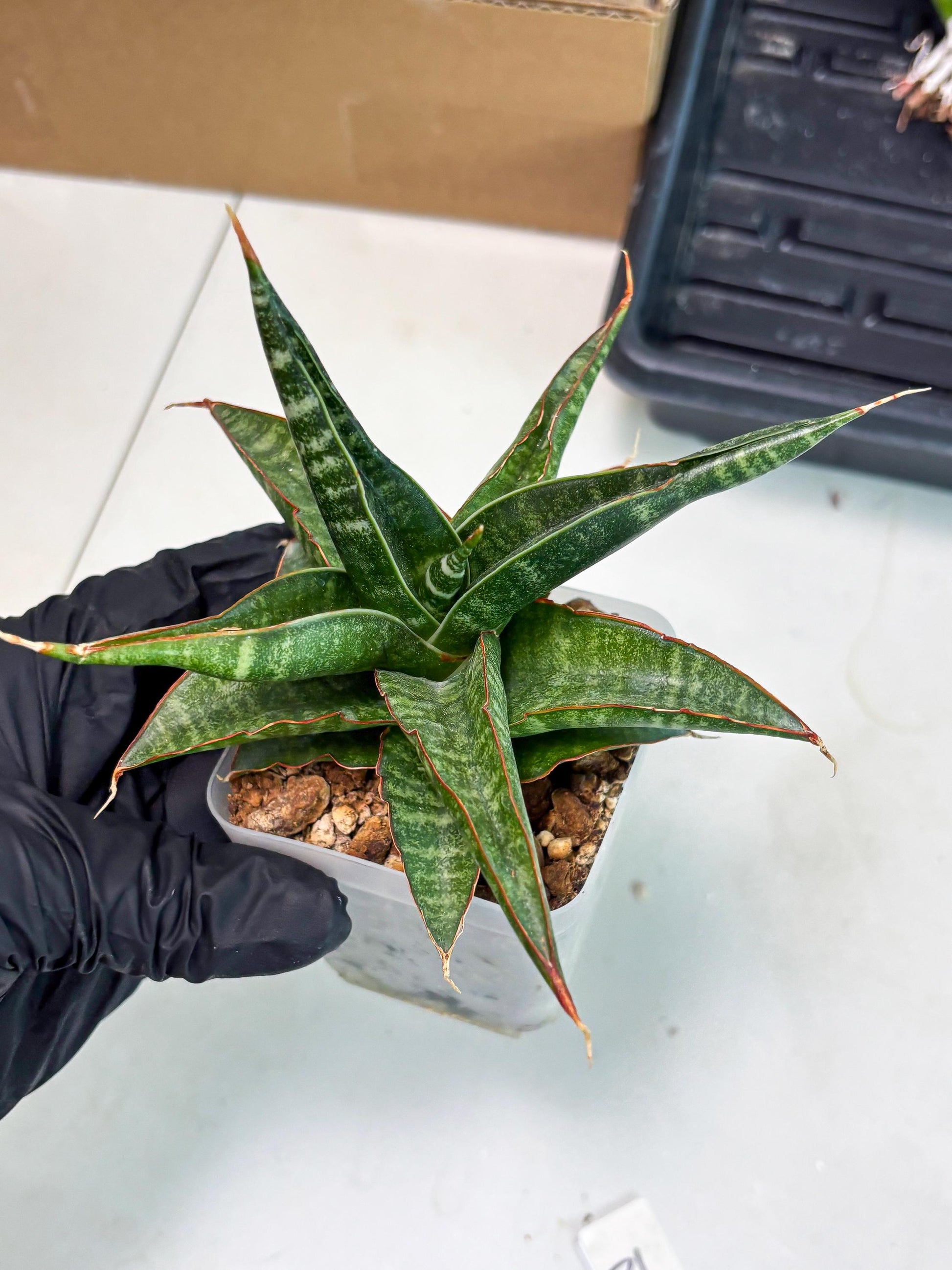 Sansevieria Gombloh (ba3) (12) | Rare Hybrid Plant