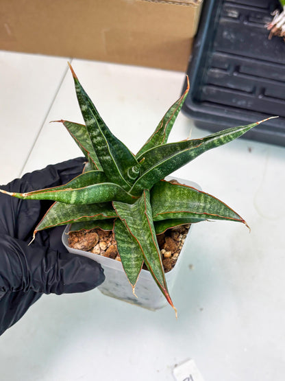 Sansevieria Gombloh (ba3) (12) | Rare Hybrid Plant