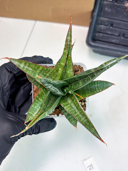 Sansevieria Gombloh (ba3) (12) | Rare Hybrid Plant