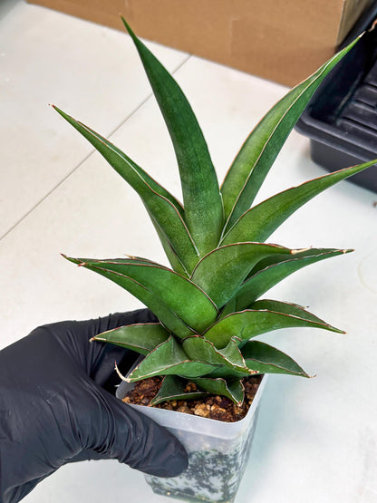 Sansevieria Denjaka (ba3) (13) | Rare Hybrid Plant
