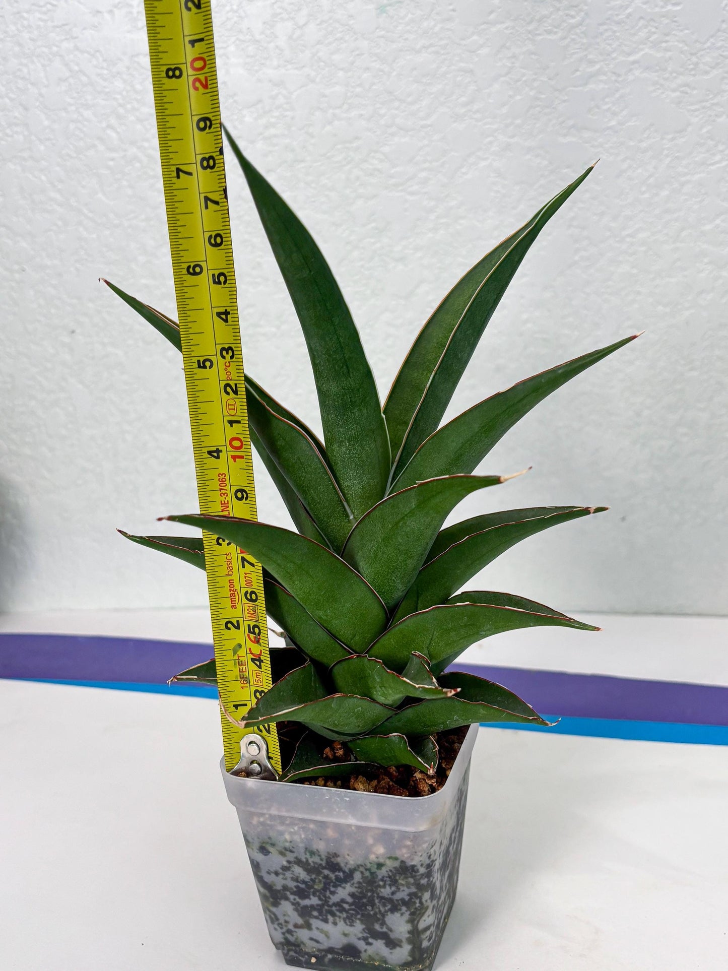 Sansevieria Denjaka (ba3) (13) | Rare Hybrid Plant