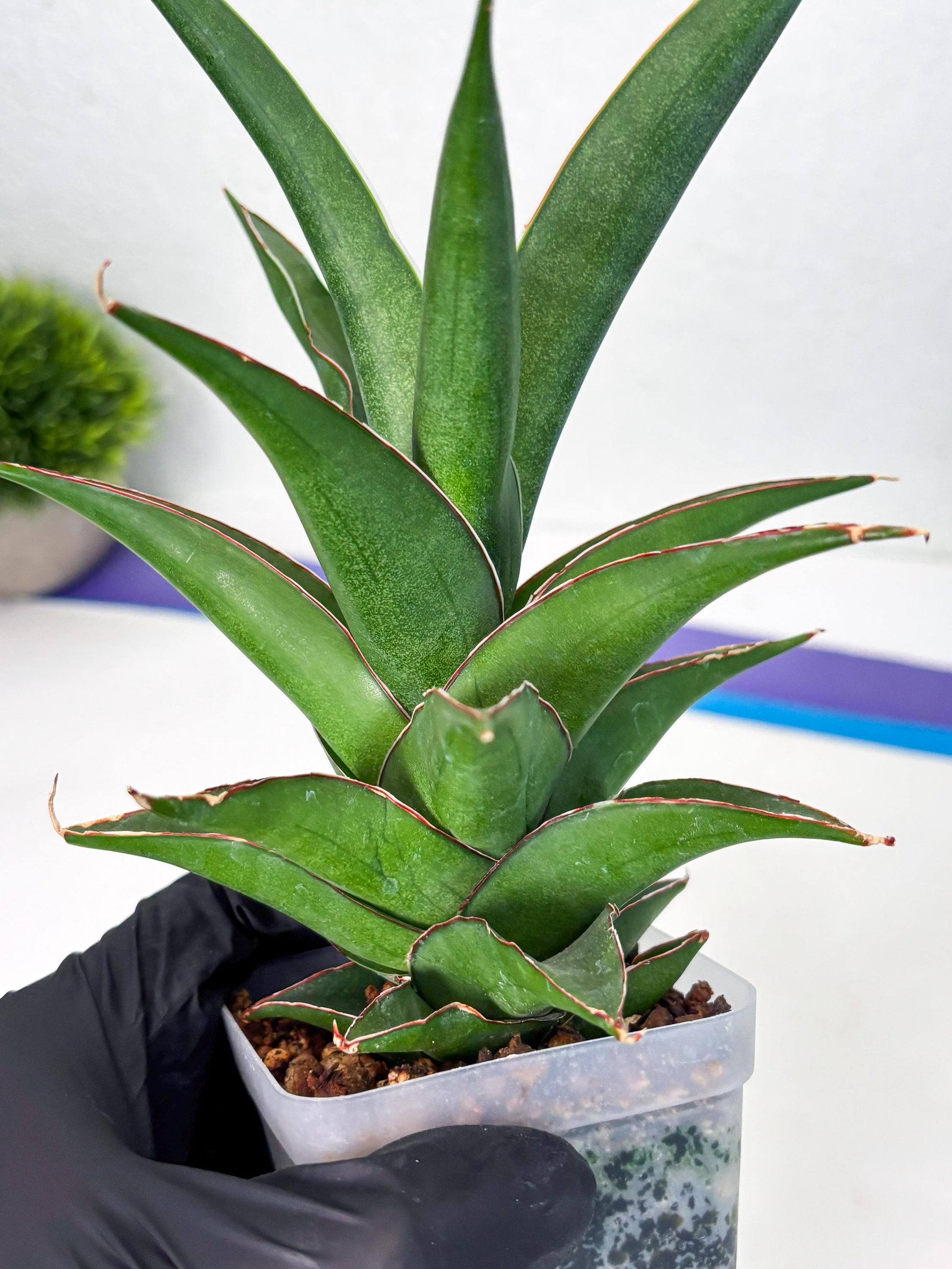 Sansevieria Denjaka (ba3) (13) | Rare Hybrid Plant