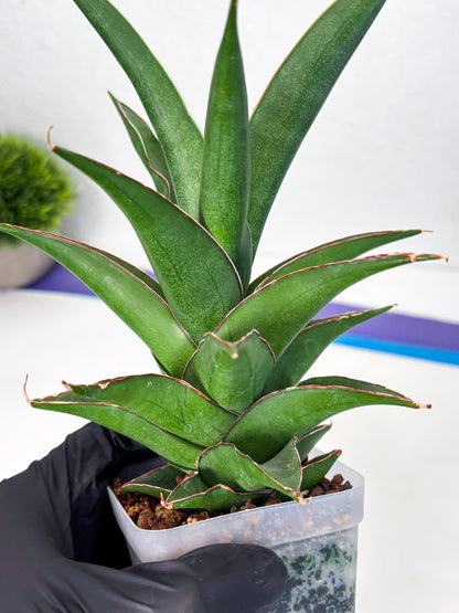 Sansevieria Denjaka (ba3) (13) | Rare Hybrid Plant