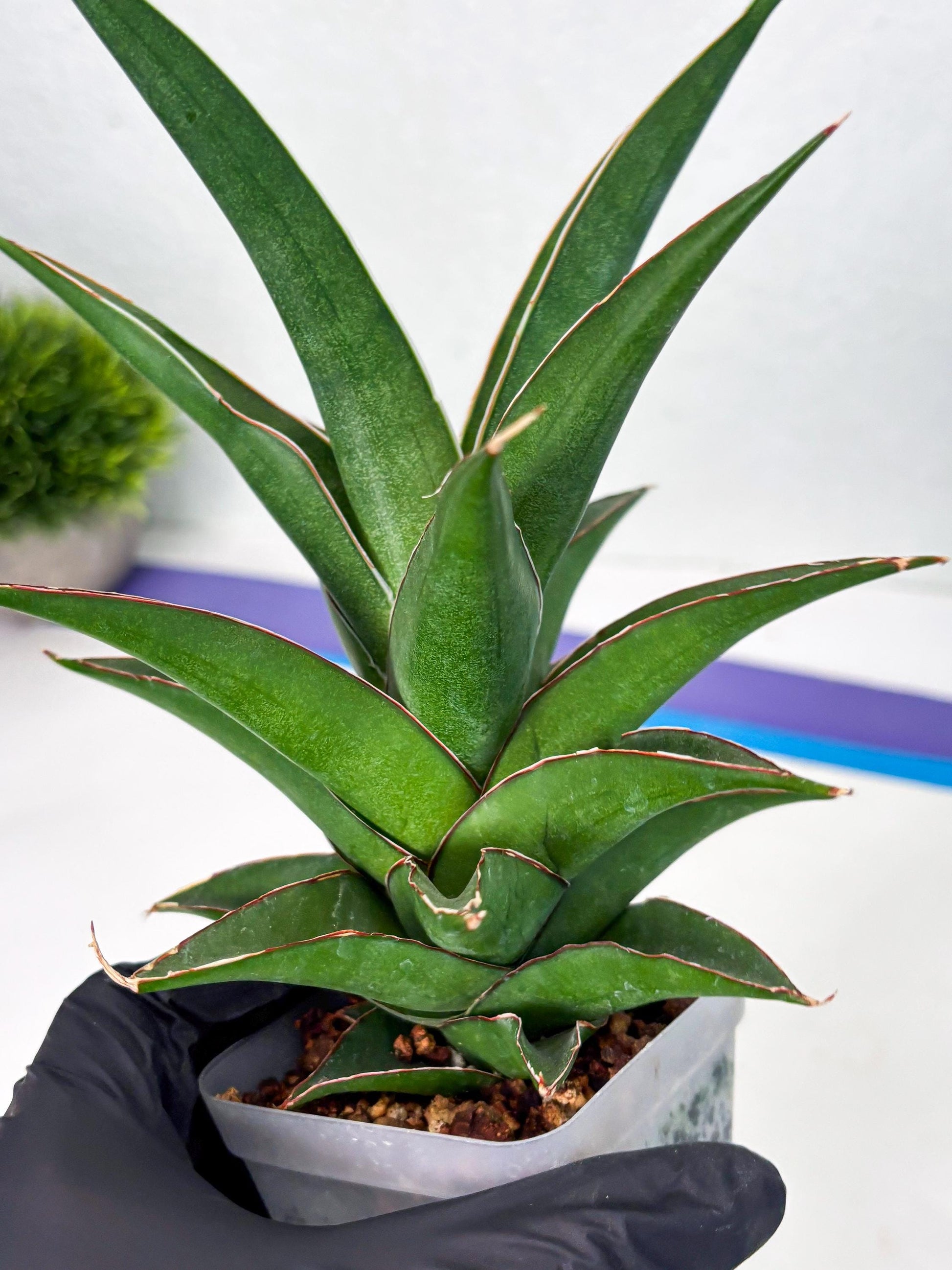 Sansevieria Denjaka (ba3) (13) | Rare Hybrid Plant