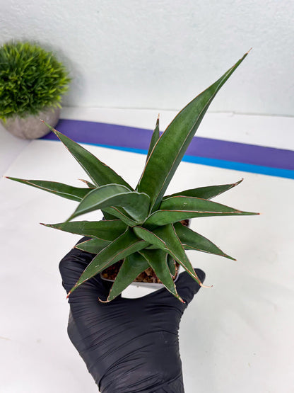 Sansevieria Denjaka (ba3) (13) | Rare Hybrid Plant