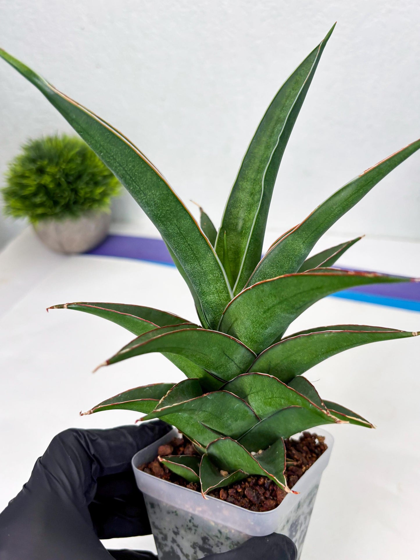 Sansevieria Denjaka (ba3) (13) | Rare Hybrid Plant