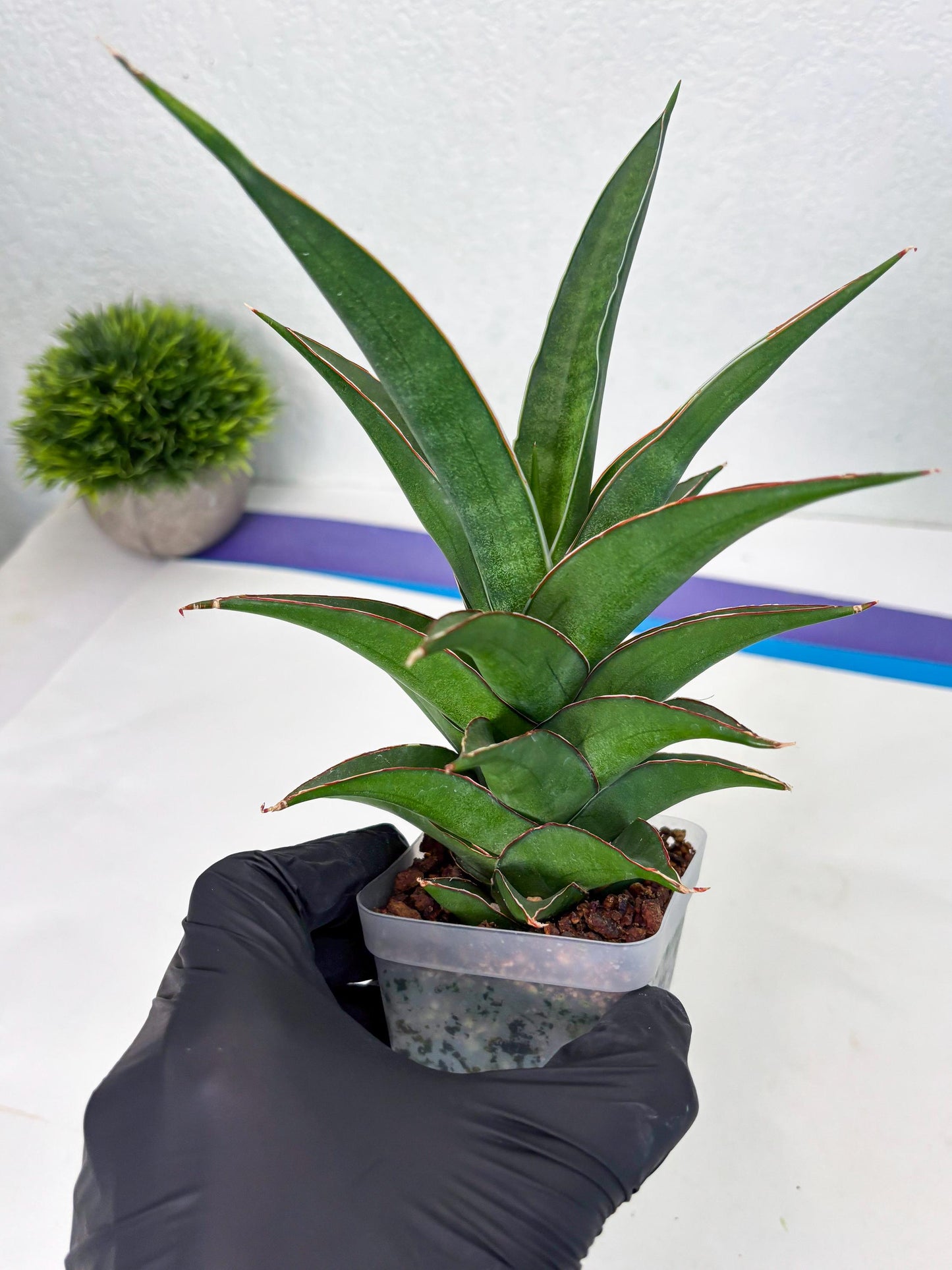 Sansevieria Denjaka (ba3) (13) | Rare Hybrid Plant