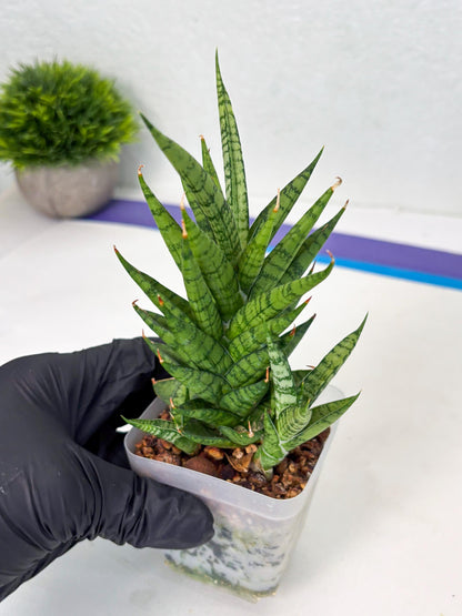 Sansevieria Kesya (ba3) (15) | Rare Hybrid Plant