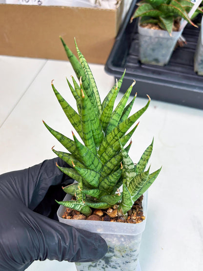 Sansevieria Kesya (ba3) (15) | Rare Hybrid Plant