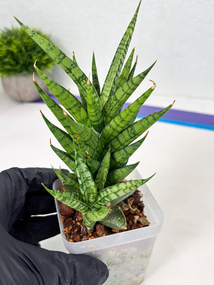 Sansevieria Kesya (ba3) (15) | Rare Hybrid Plant