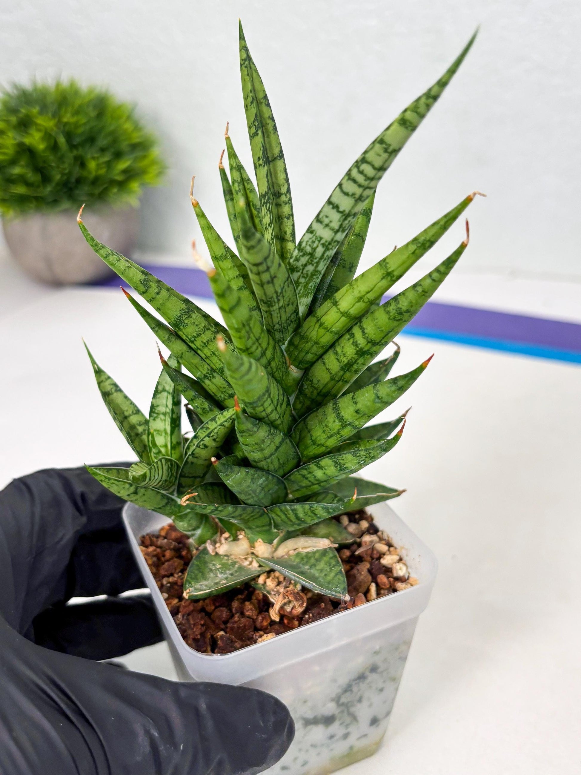 Sansevieria Kesya (ba3) (15) | Rare Hybrid Plant